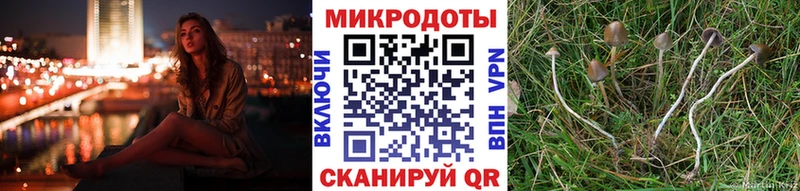 Купить  Сургут  Галлюциногенные грибы Psilocybe 